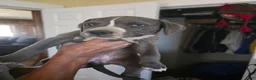 American Pit Bull Terrier dogs for sale: American Pit Bull Terrier 5 - Ad 2