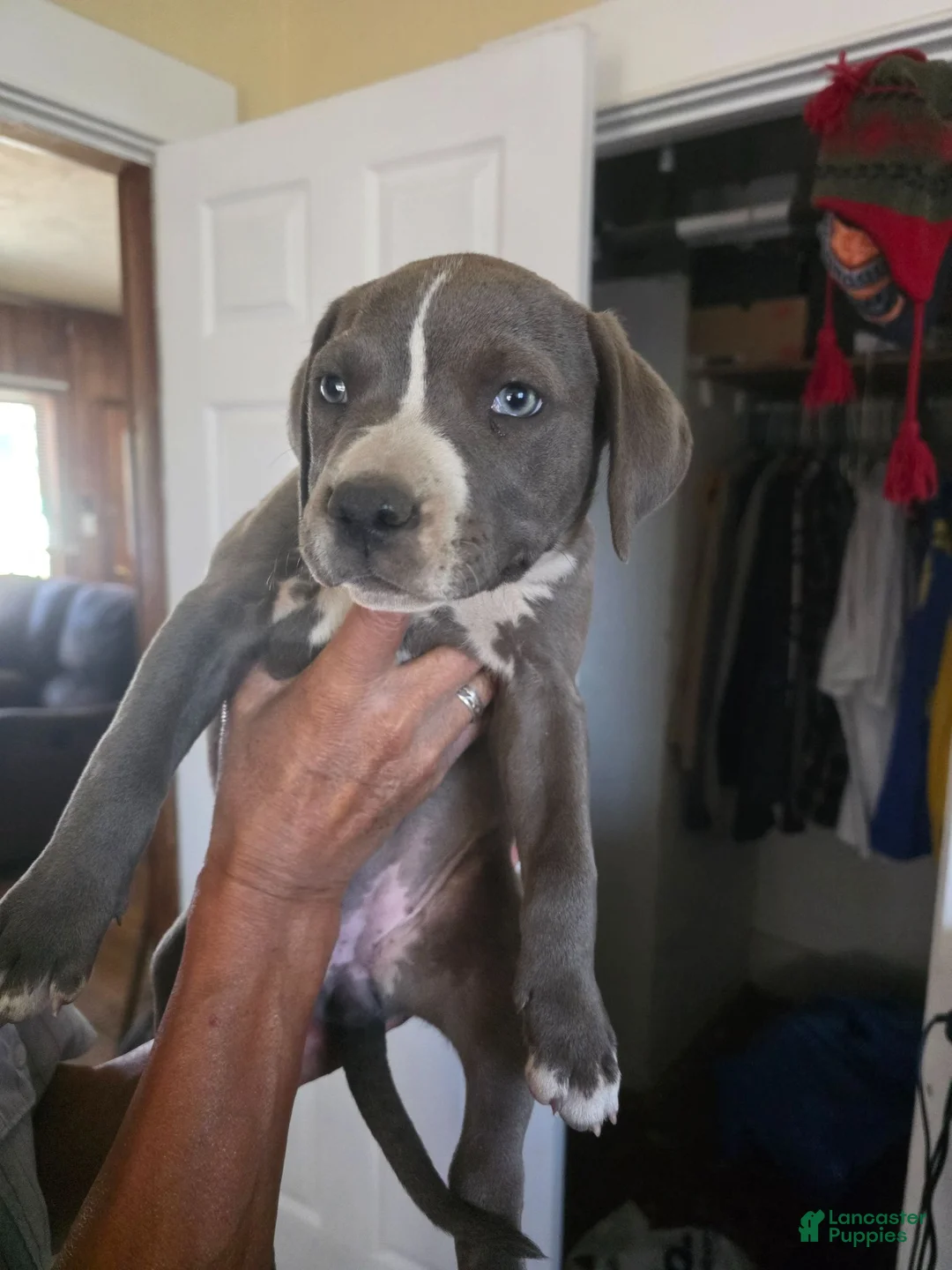 American Pit Bull Terrier dogs for sale: American Pit Bull Terrier 5 - Ad 2
