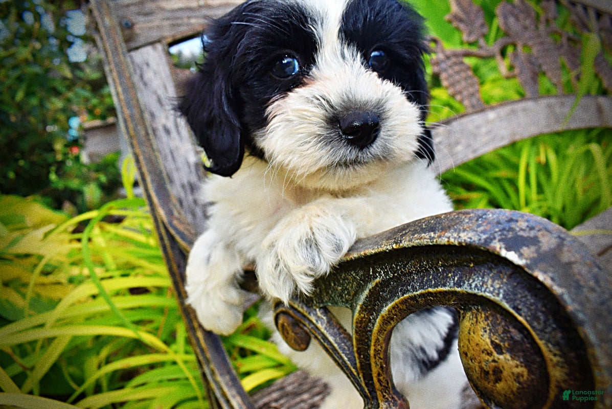Havapoo dogs Shadow-SUMMER SALE!! $100 off listed price-this week only!   - Ad 1