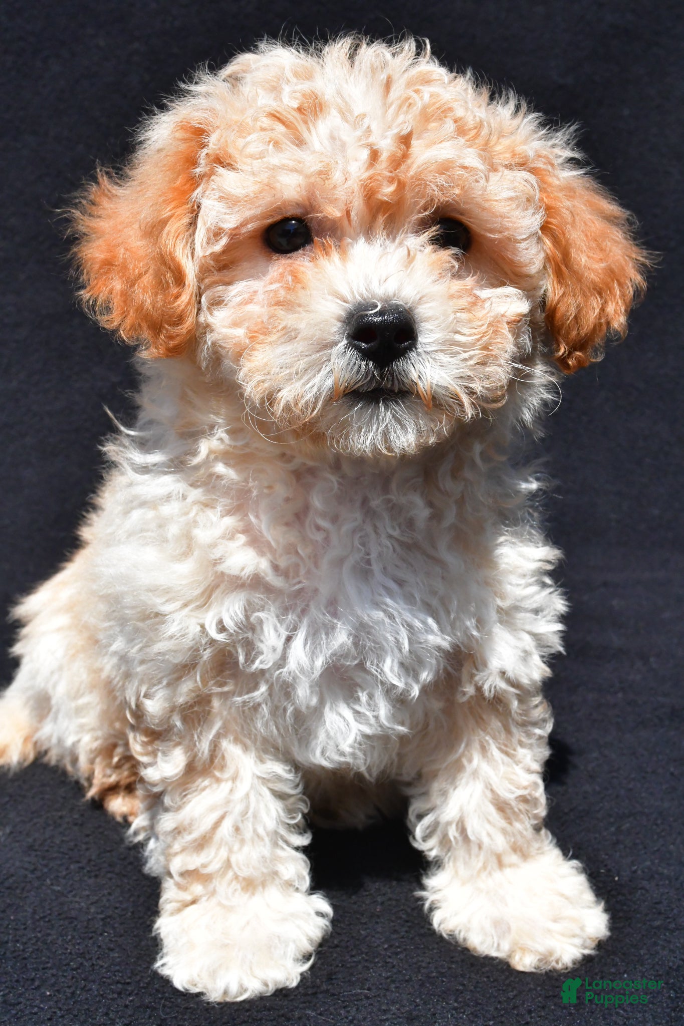Shihpoo dogs Penny - Ad 2