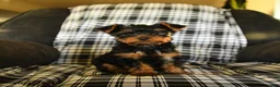 Yorkshire Terrier dogs for sale: Tucker - Ad 1