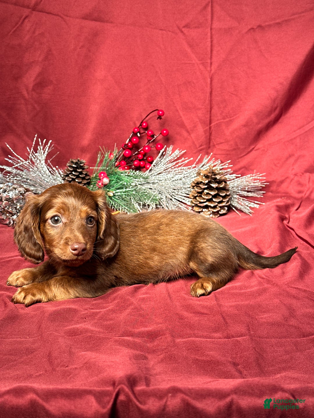 Miniature Dachshund dogs for sale: Theo - Ad 4
