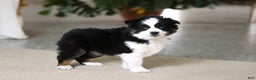 Miniature Australian Shepherd dogs for sale: Trixie - Ad 9