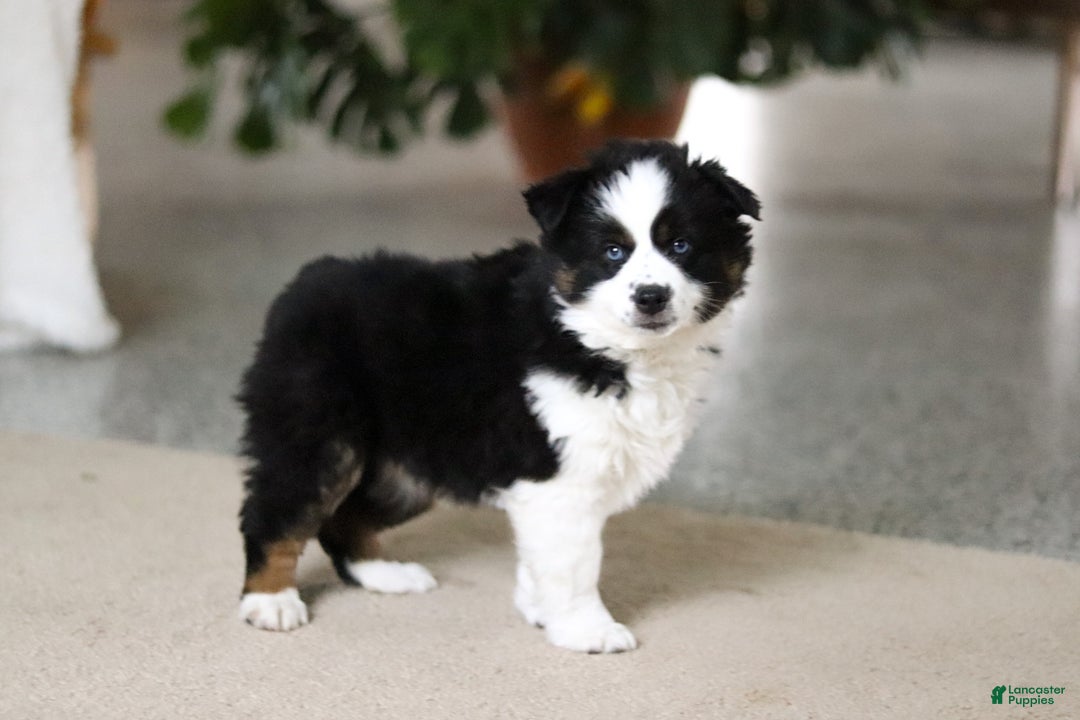 Miniature Australian Shepherd dogs for sale: Trixie - Ad 9