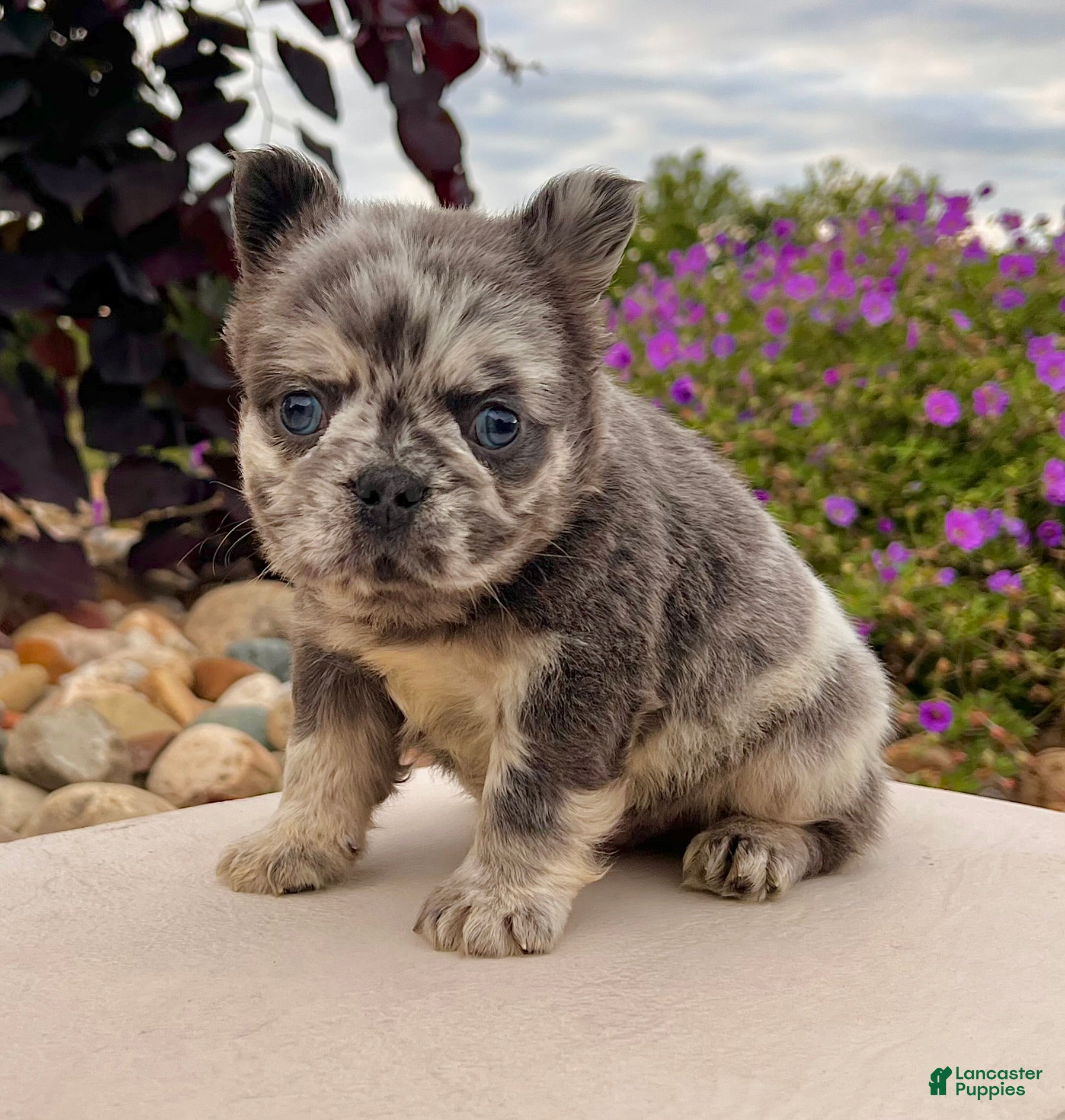 French Bulldog dogs Damon - Ad 1