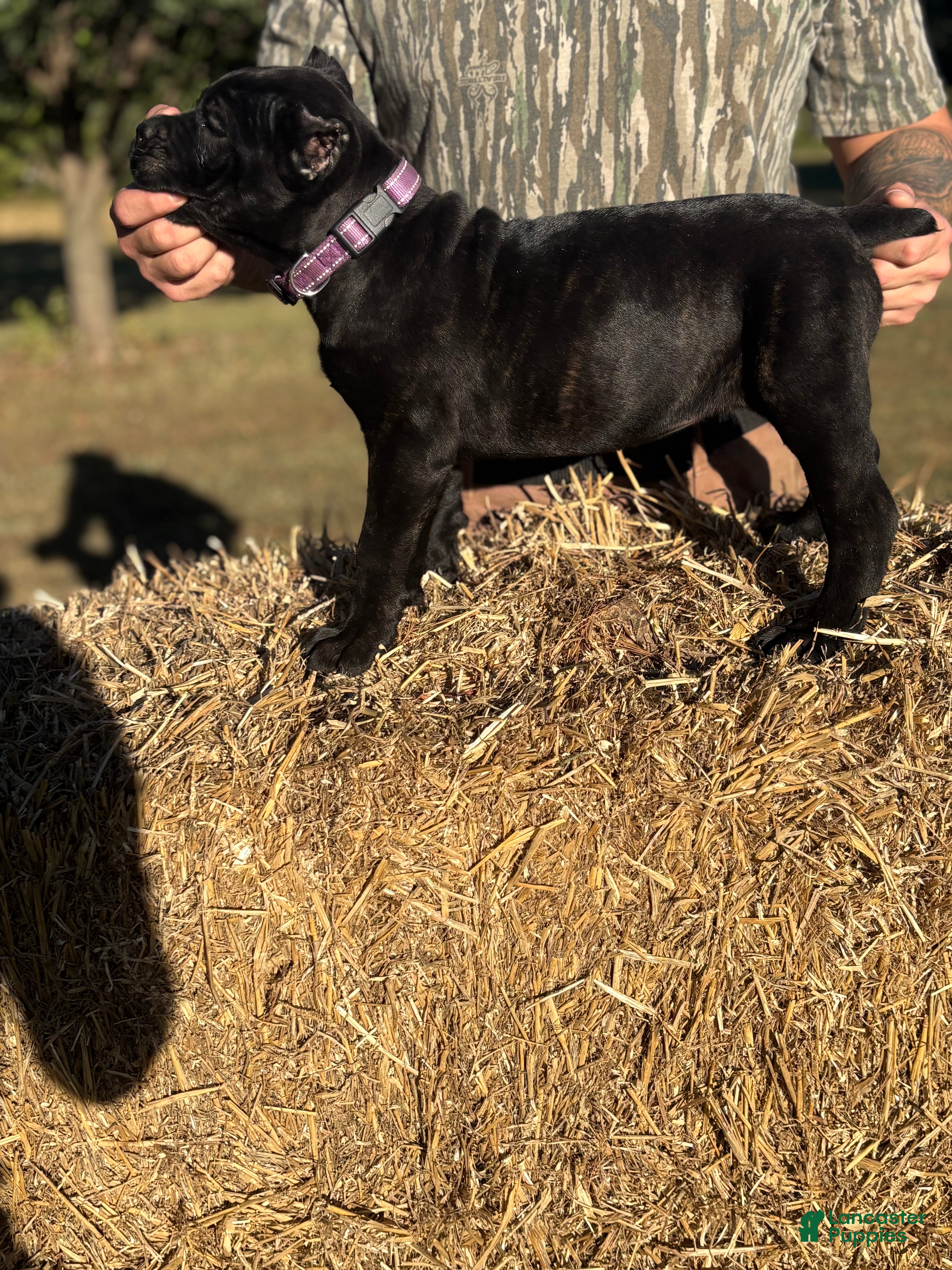 Cane Corso dogs for sale: Purple - Ad 1