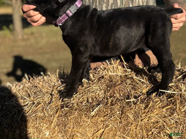 Cane Corso dogs for sale: Purple - Ad 1