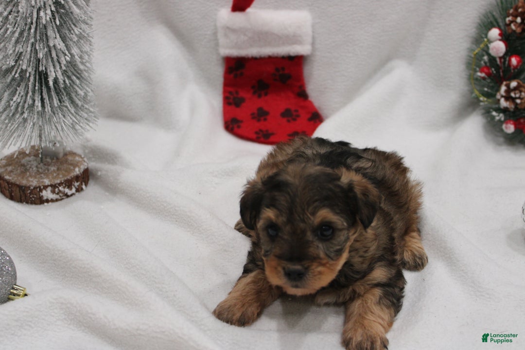 Yorkiepoo dogs for sale: Max - Ad 2