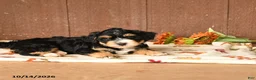 Mini Bernedoodle dogs for sale: Karl - Ad 3