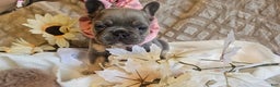 French Bulldog dogs for sale: Velour AKC Fluffy Carrier  - Ad 5