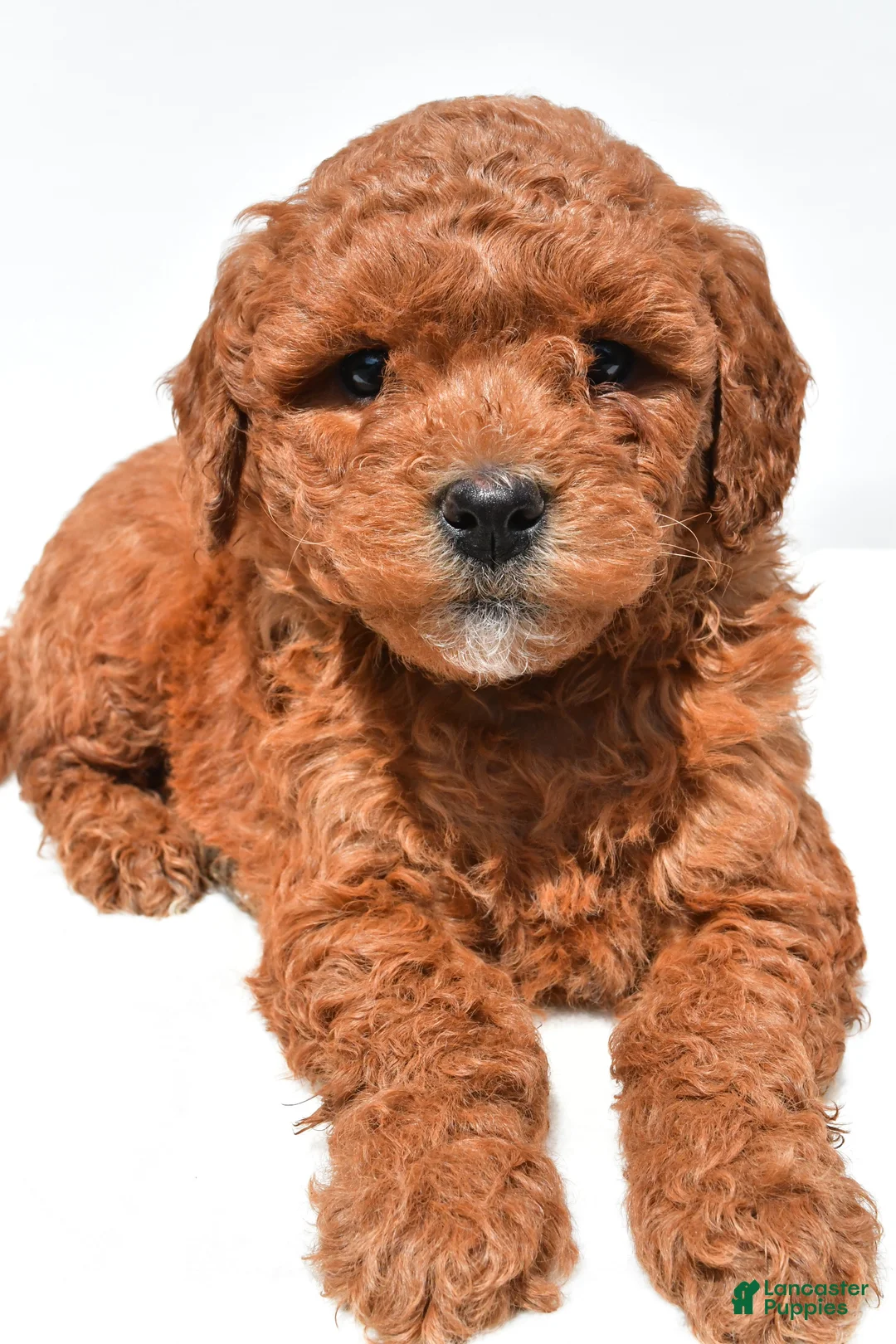 Mini Goldendoodle dogs for sale: Jewel  - Ad 1