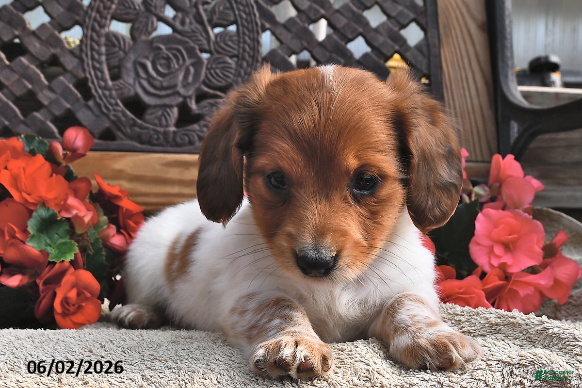 Miniature Dachshund dogs for sale: Bingo - Ad 1