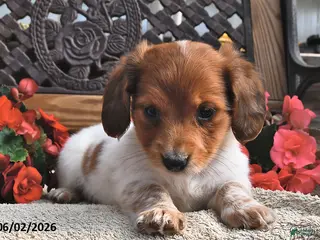 Miniature Dachshund dogs for sale: Bingo - Ad 2