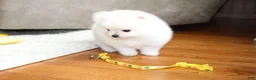 Pomeranian dogs for sale: Elliot - Ad 10