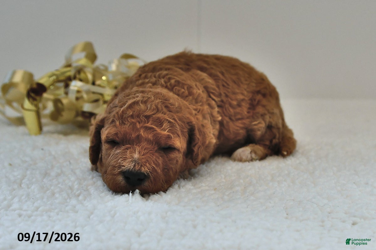 Mini Goldendoodle dogs Benson - Ad 1