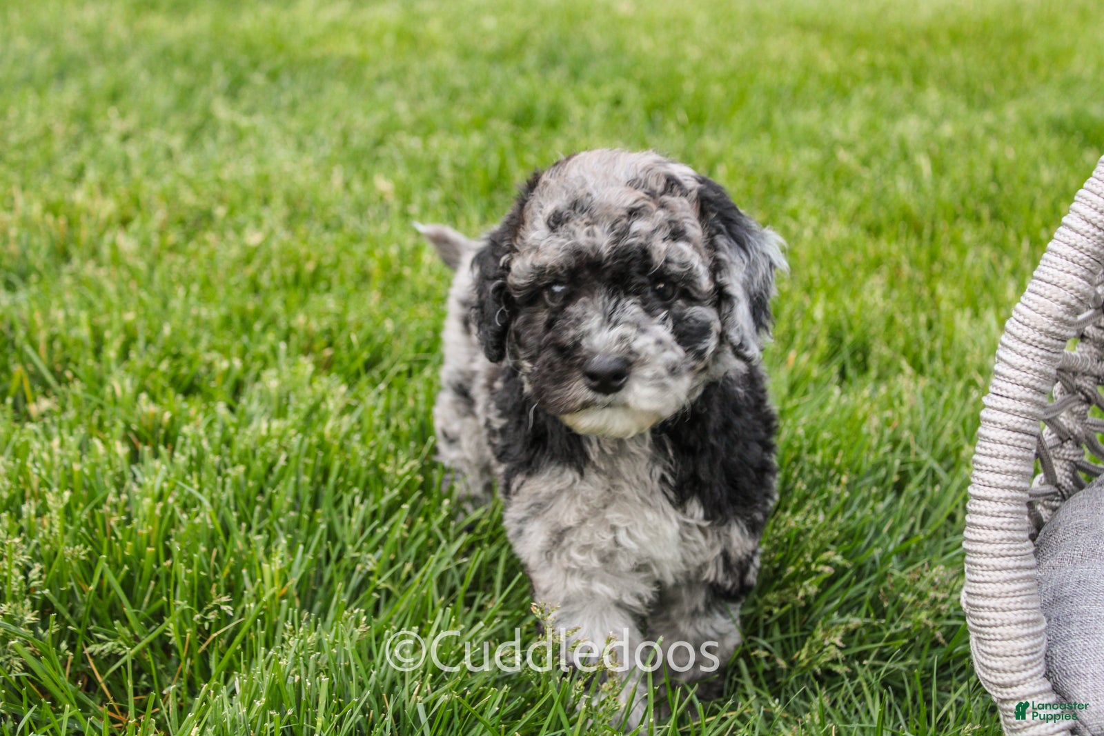 Mixed Breed dogs Atlas - Ad 1