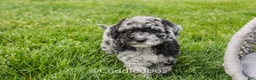 Mixed Breed dogs for sale: Atlas - Ad 3