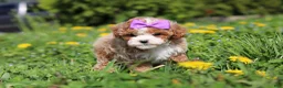 Cavapoo dogs for sale: Bella Rae - Ad 11