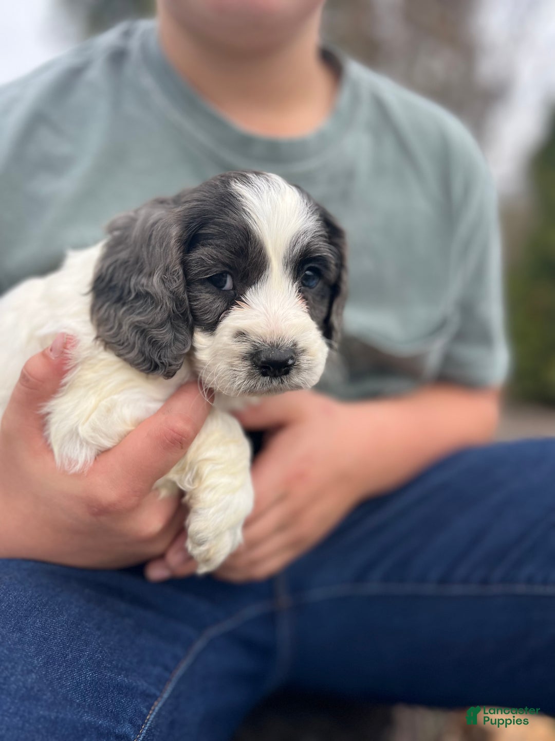 Cockapoo dogs for sale: Aspen - Ad 3