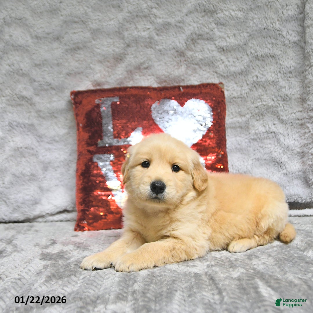 Golden Retriever dogs for sale: Leo - Ad 1
