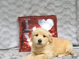 Golden Retriever dogs Leo - Ad 7