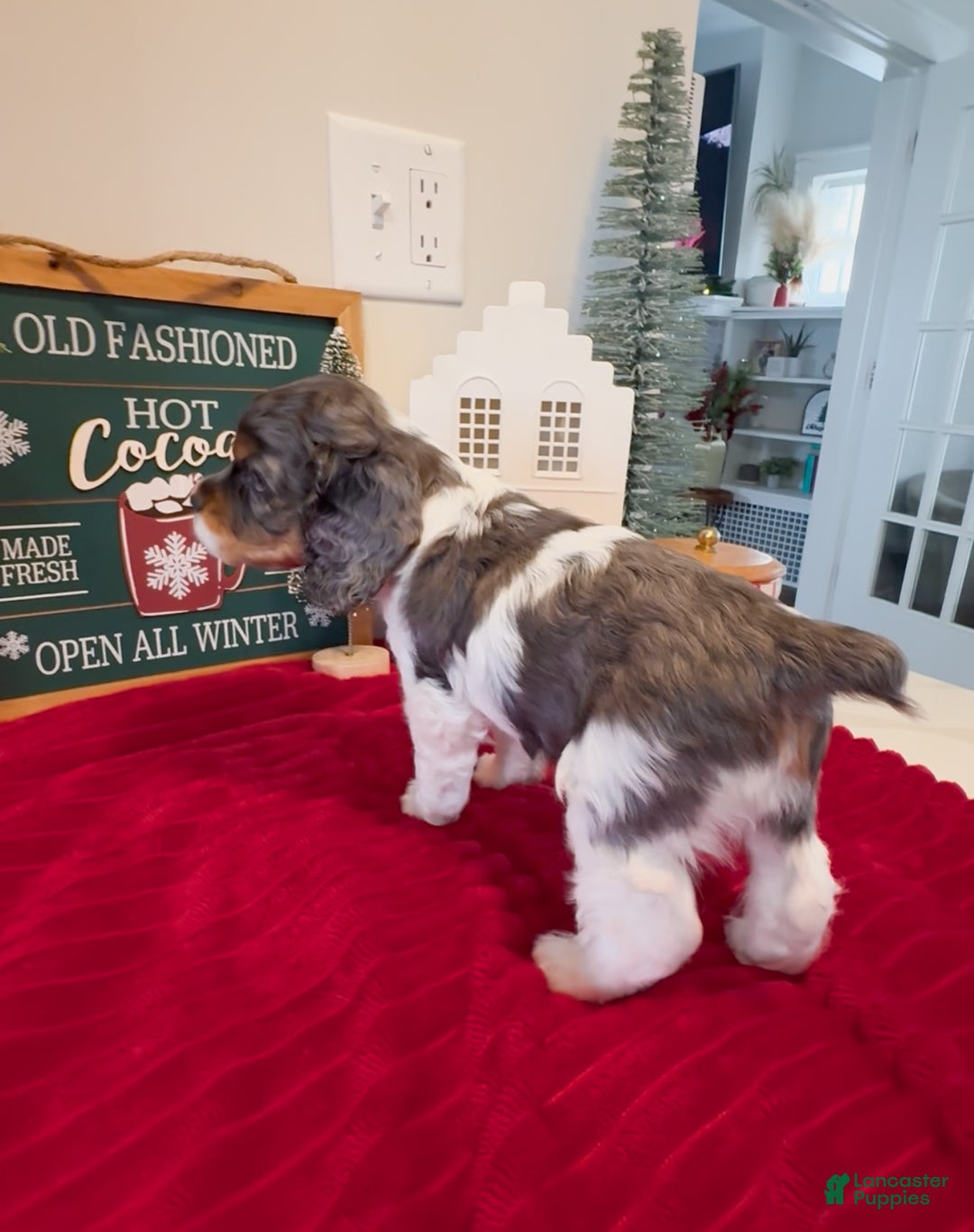 Cocker Spaniel dogs for sale: Knox - Ad 6