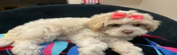 Mixed Breed dogs for sale: LeeLee - Ad 4