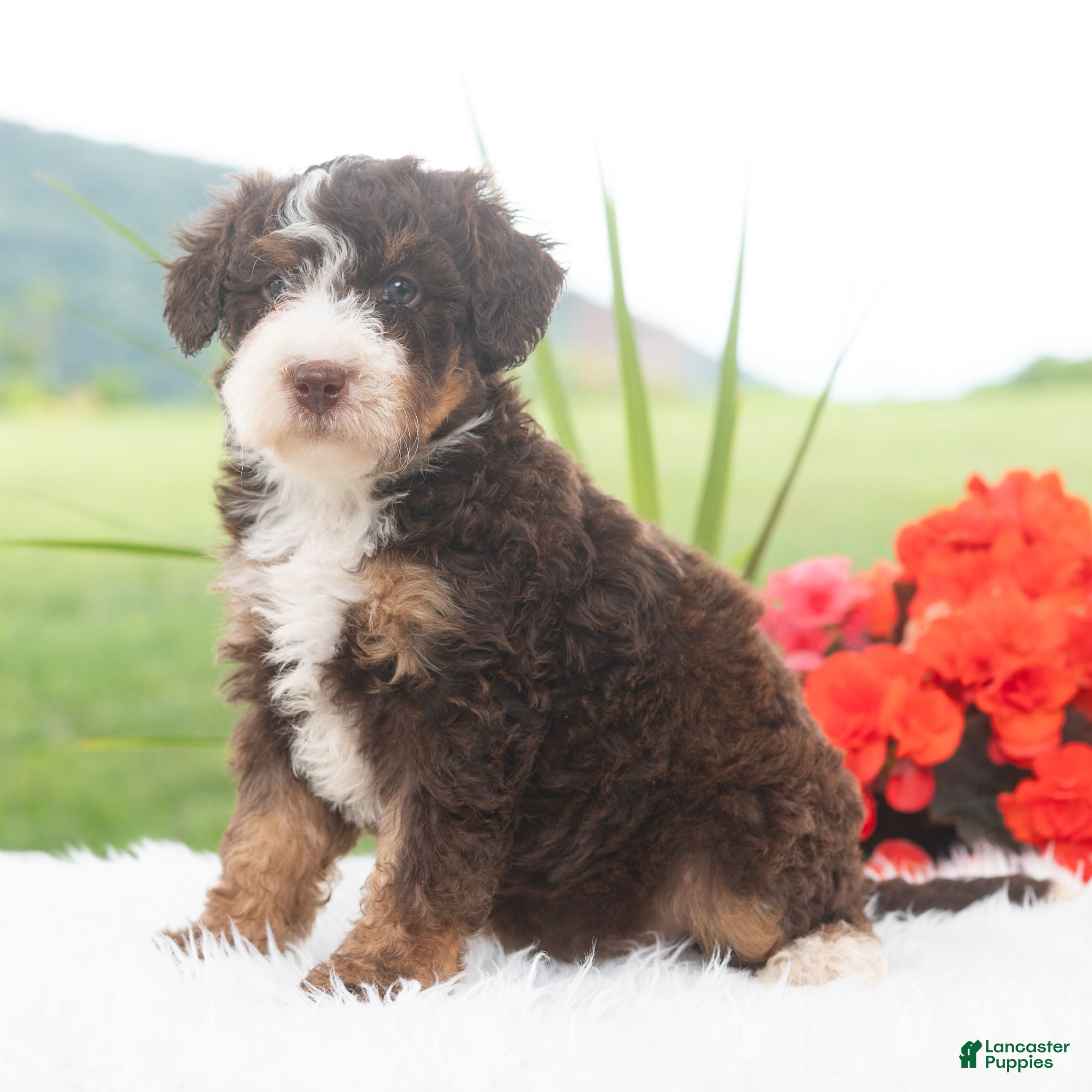 Mini Bernedoodle dogs Raina  - Ad 1