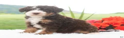 Mini Bernedoodle dogs for sale: Raina  - Ad 1