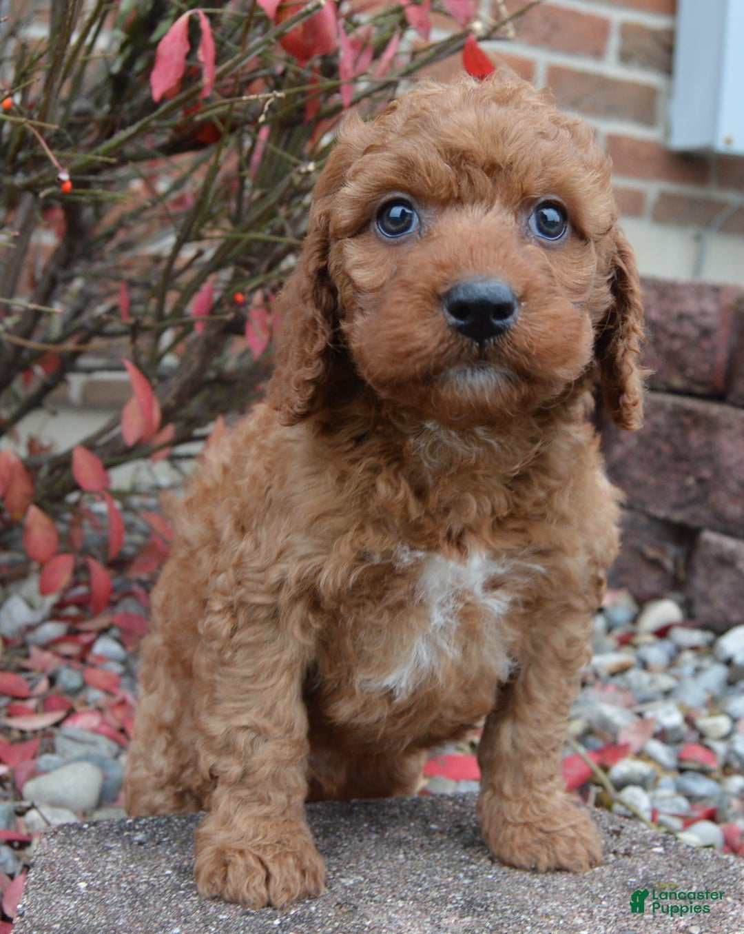 Irish Doodle dogs for sale: Mini Ivan - Ad 11
