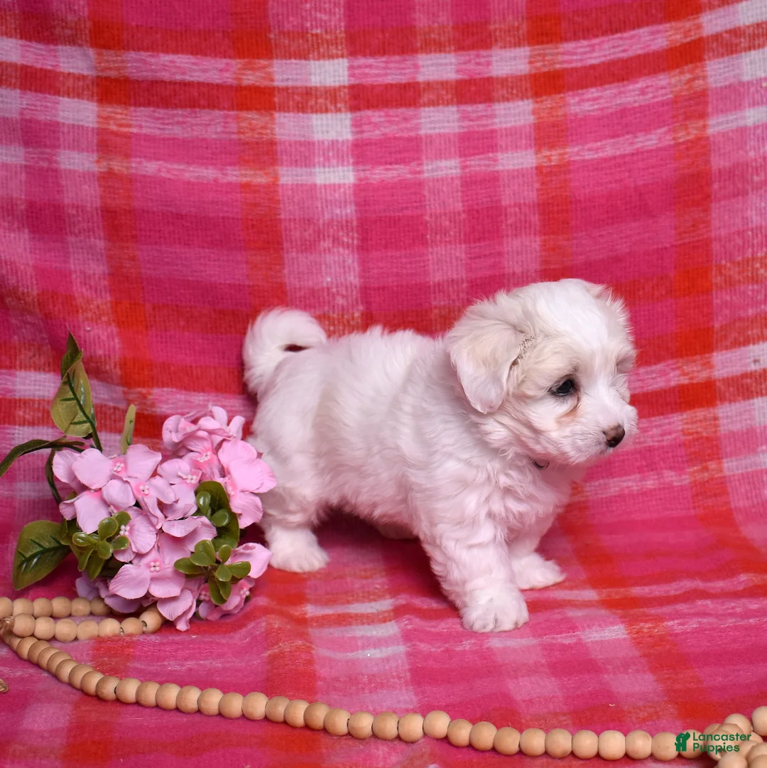 Coton De Tulear dogs for sale: Belle  - Ad 6