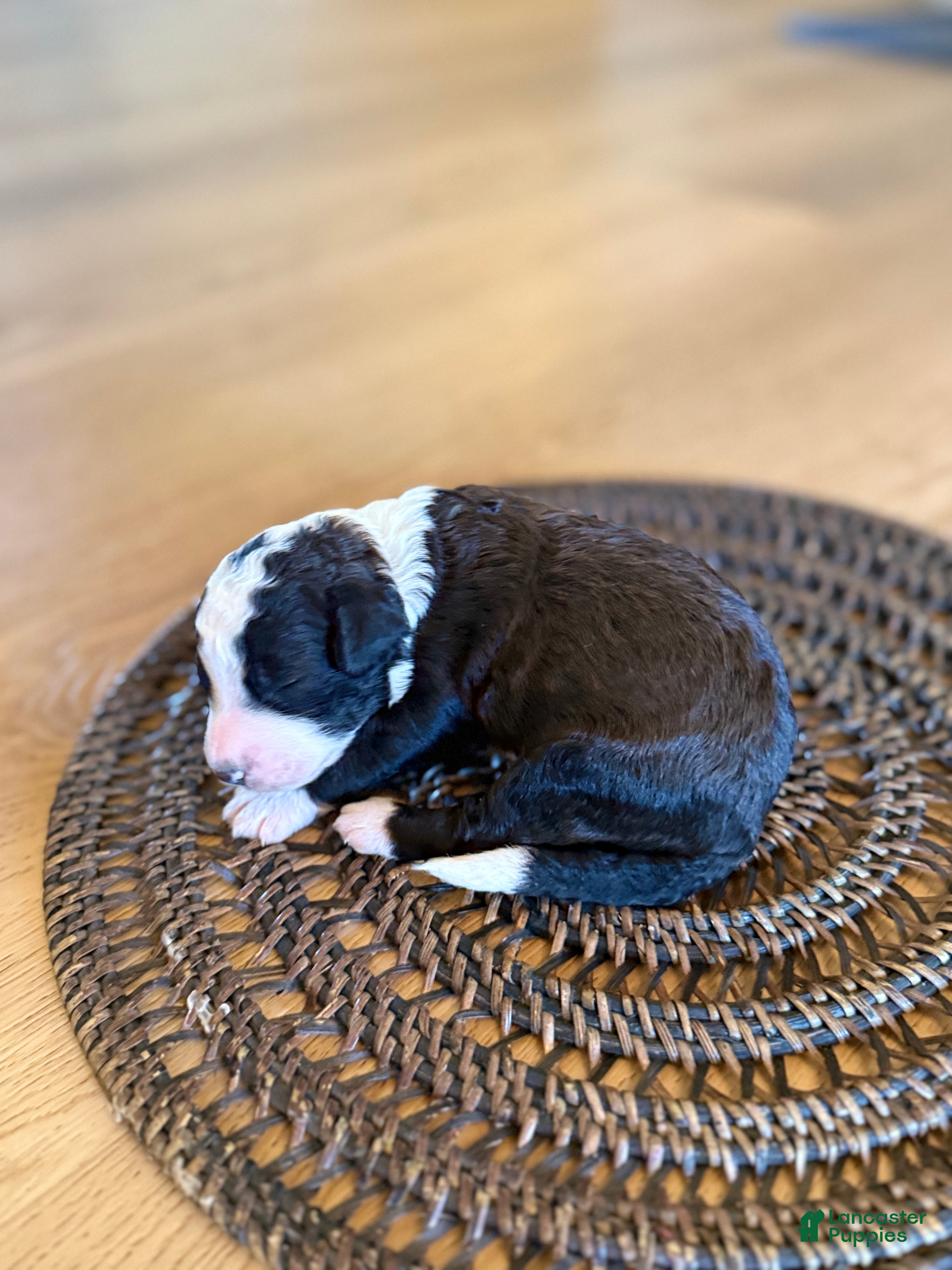 Bernedoodle dogs Bones - Ad 1