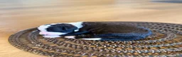 Bernedoodle dogs for sale: Bones - Ad 1