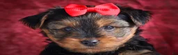 Yorkshire Terrier dogs for sale: DOC - Ad 14