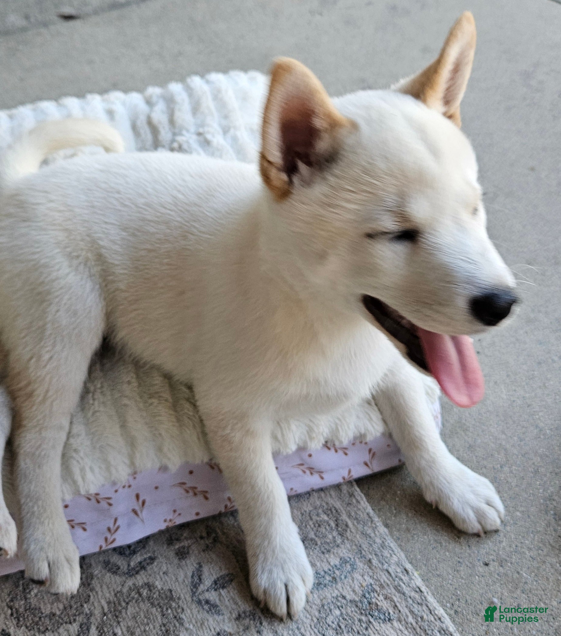 Shiba Inu dogs Shiba Inu Puppy 1 - Ad 1