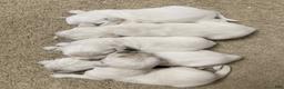 Golden Retriever dogs for sale: Golden Retriever Puppy 1 - Ad 1