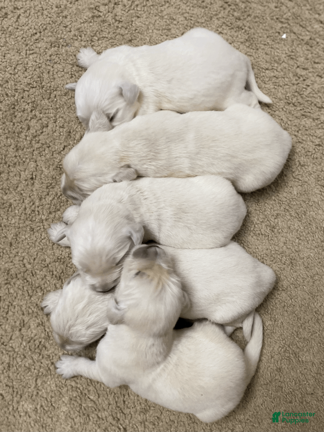 Golden Retriever dogs for sale: Golden Retriever Puppy 1 - Ad 1