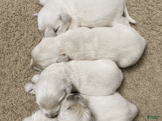 Golden Retriever dogs for sale: Golden Retriever Puppy 1 - Ad 1