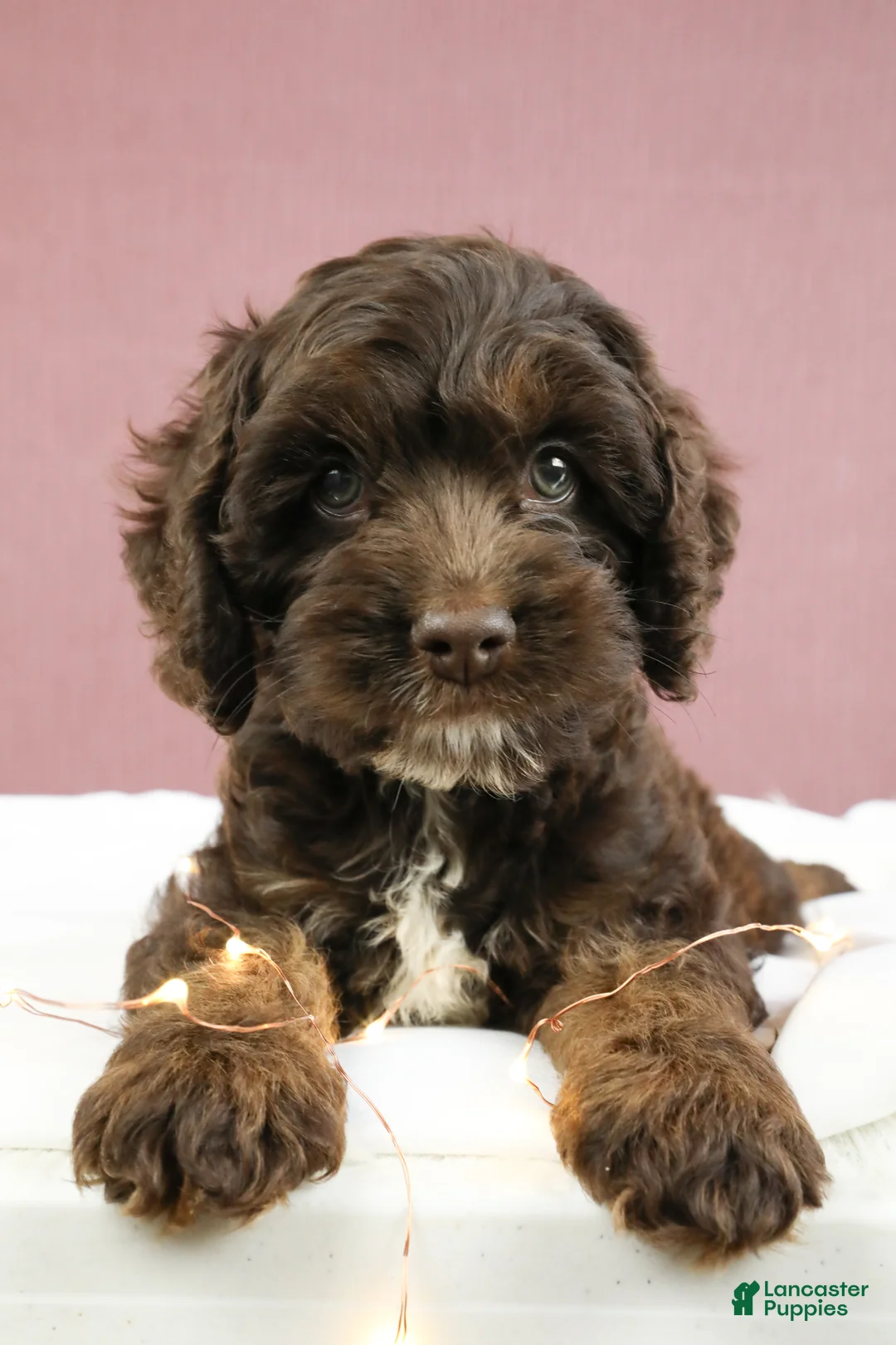 Cockapoo dogs for sale: Ash 🐦‍🔥 - Ad 6