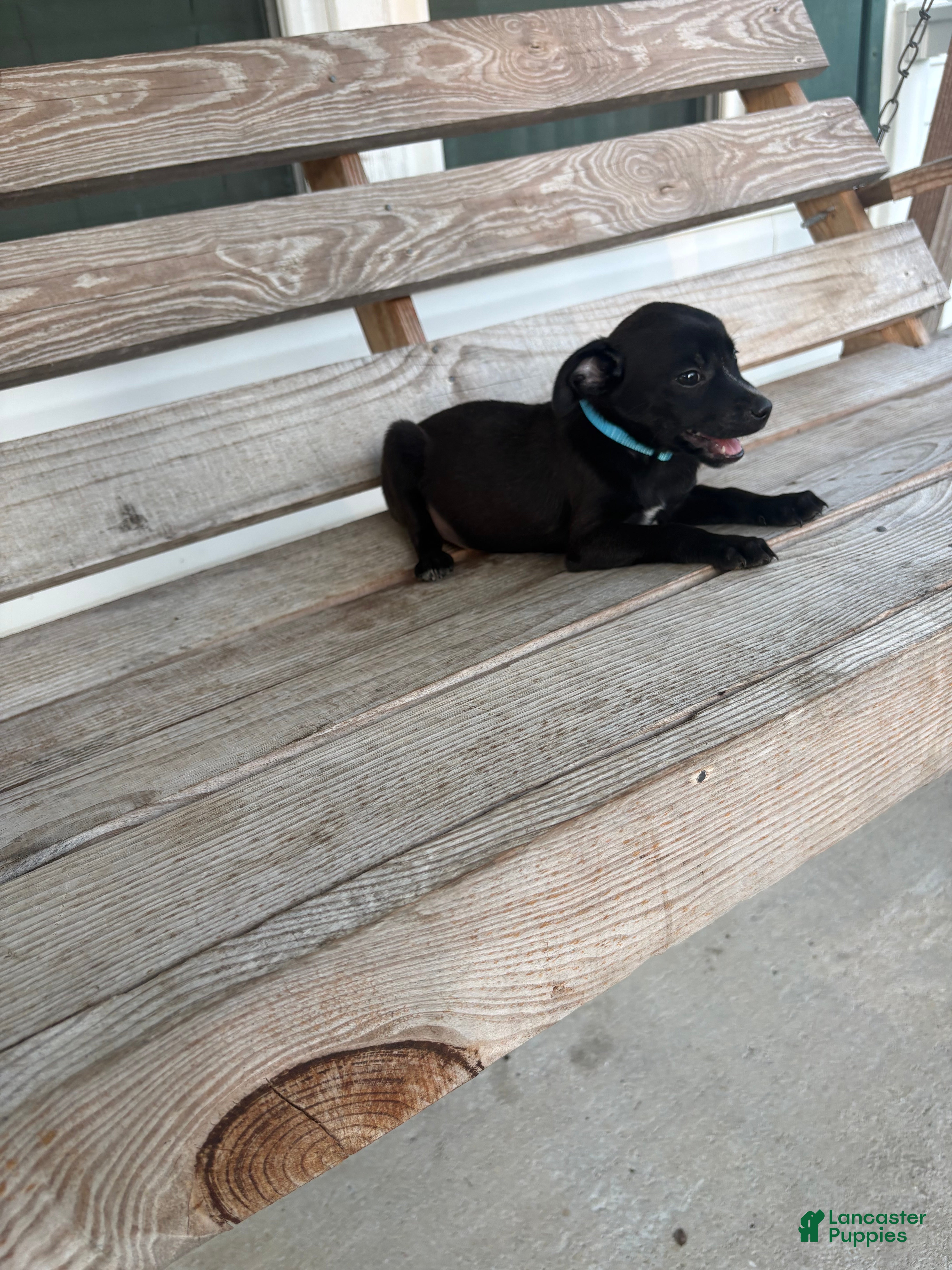 Chihuahua dogs Rocky - Ad 1