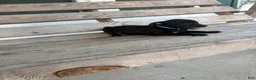Chihuahua dogs for sale: Rocky - Ad 1