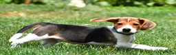 Beagle dogs for sale: Sammy - Ad 5