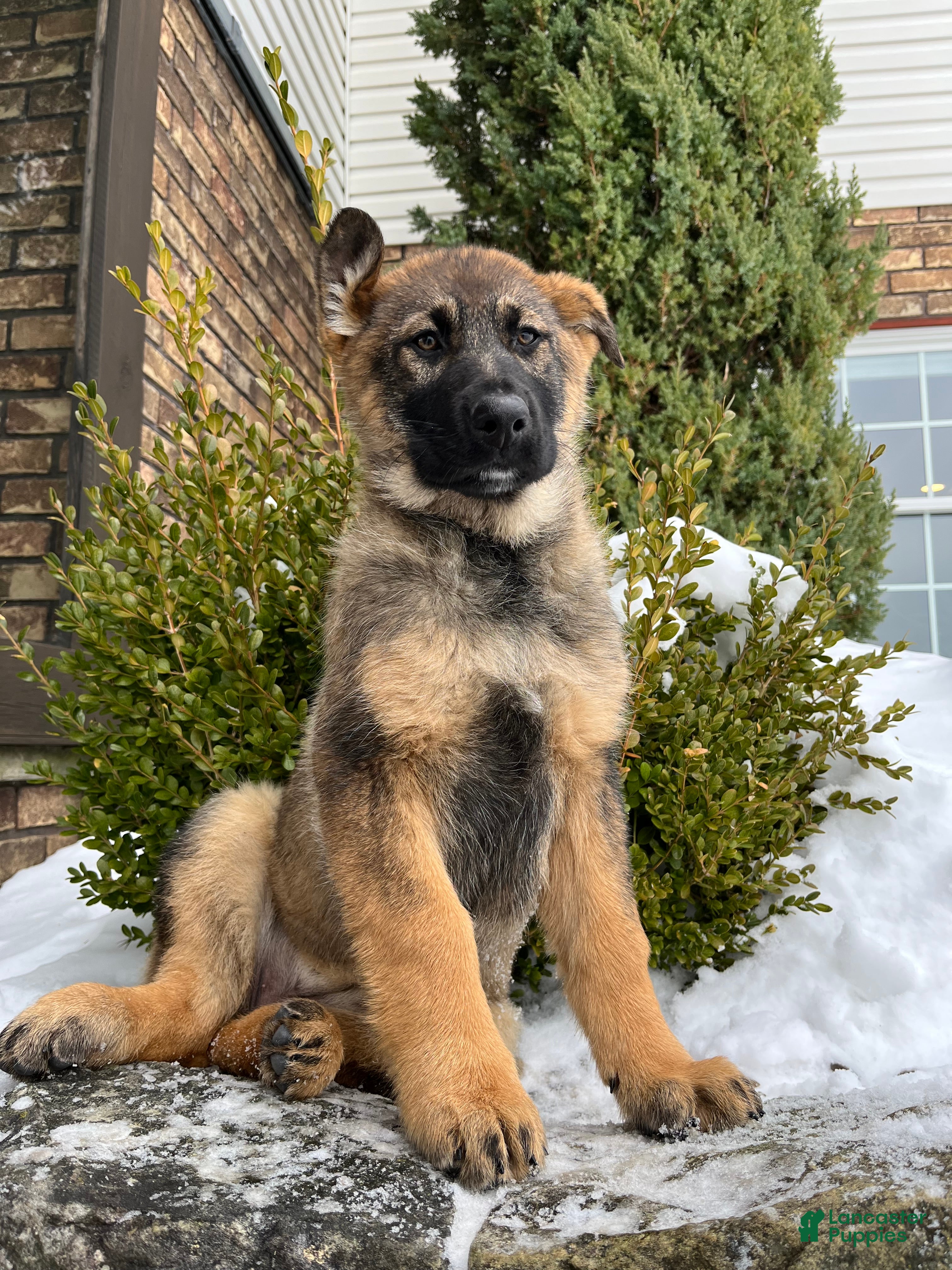 German Shepherd dogs Paris - Ad 2