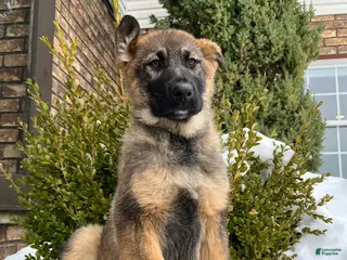 German Shepherd dogs Paris - Ad 2