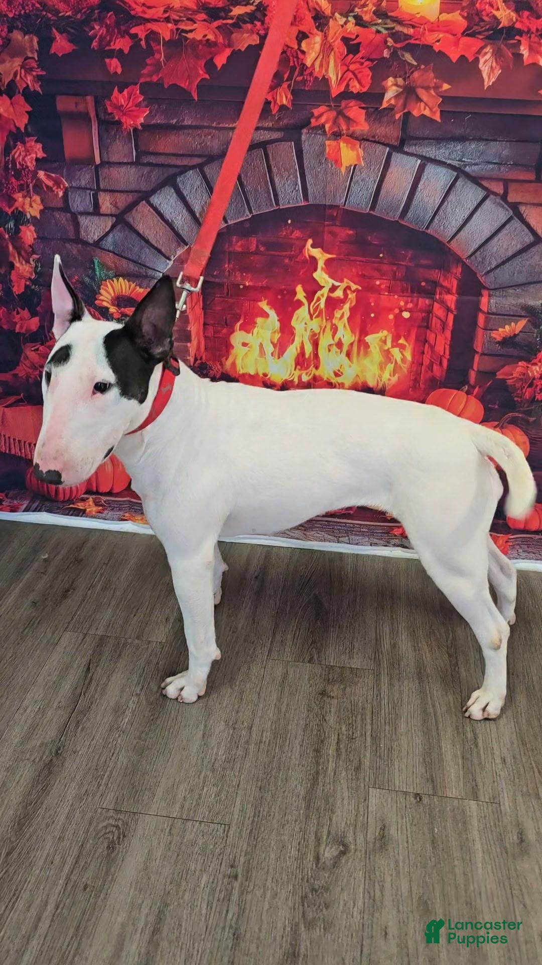 Bull Terrier dogs Bull Terrier 2 - Ad 2