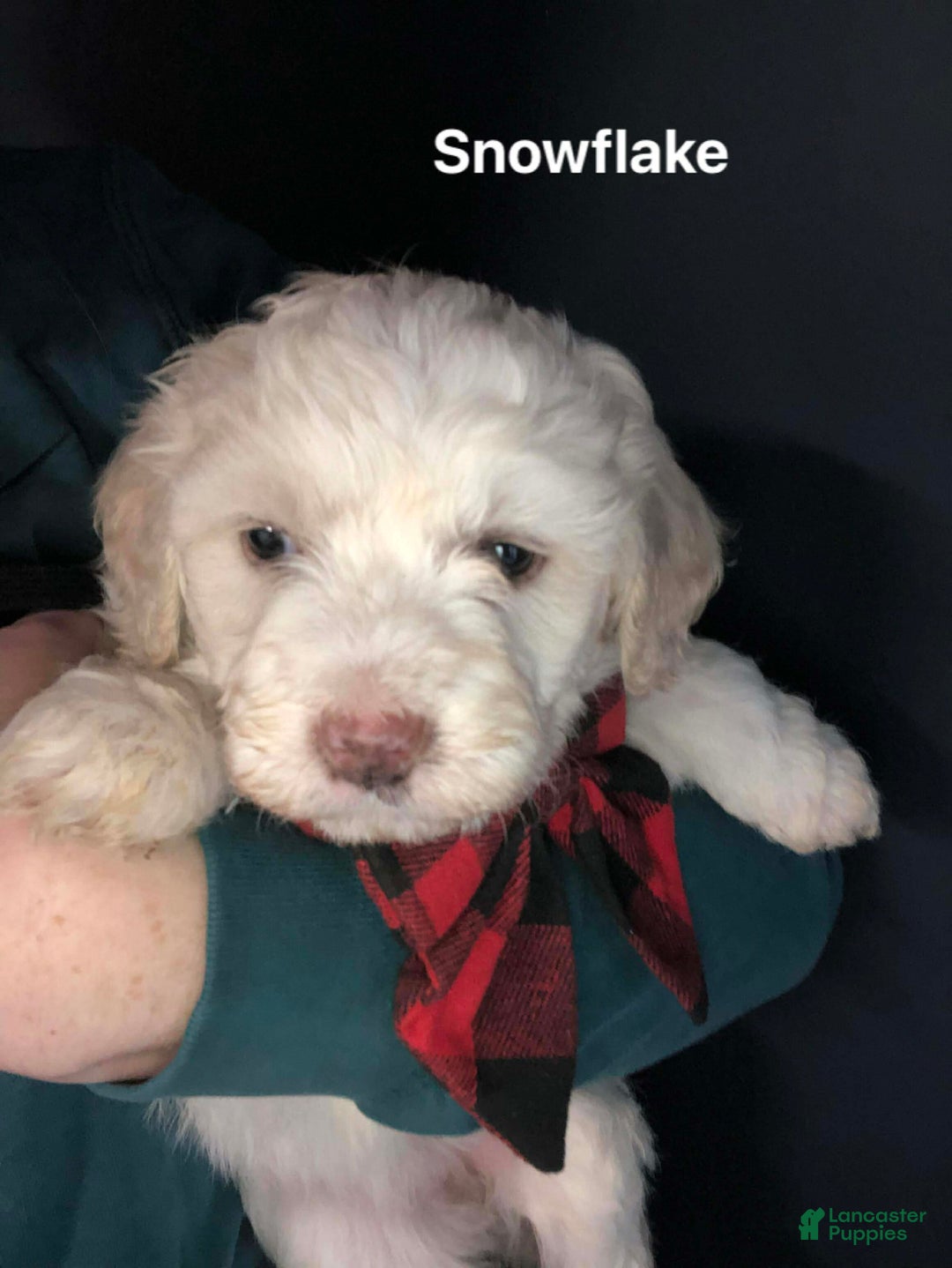Aussiedoodle dogs for sale: Snowflake  - Ad 1