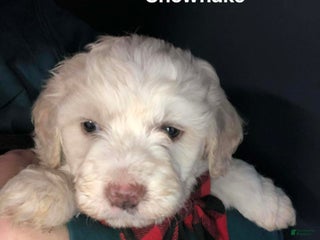 Aussiedoodle dogs Snowflake - Ad 3