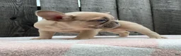French Bulldog dogs for sale: Jenna - Ad 4