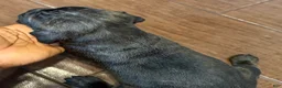 Cane Corso dogs for sale: Cane Corso Puppy 3 - Ad 6