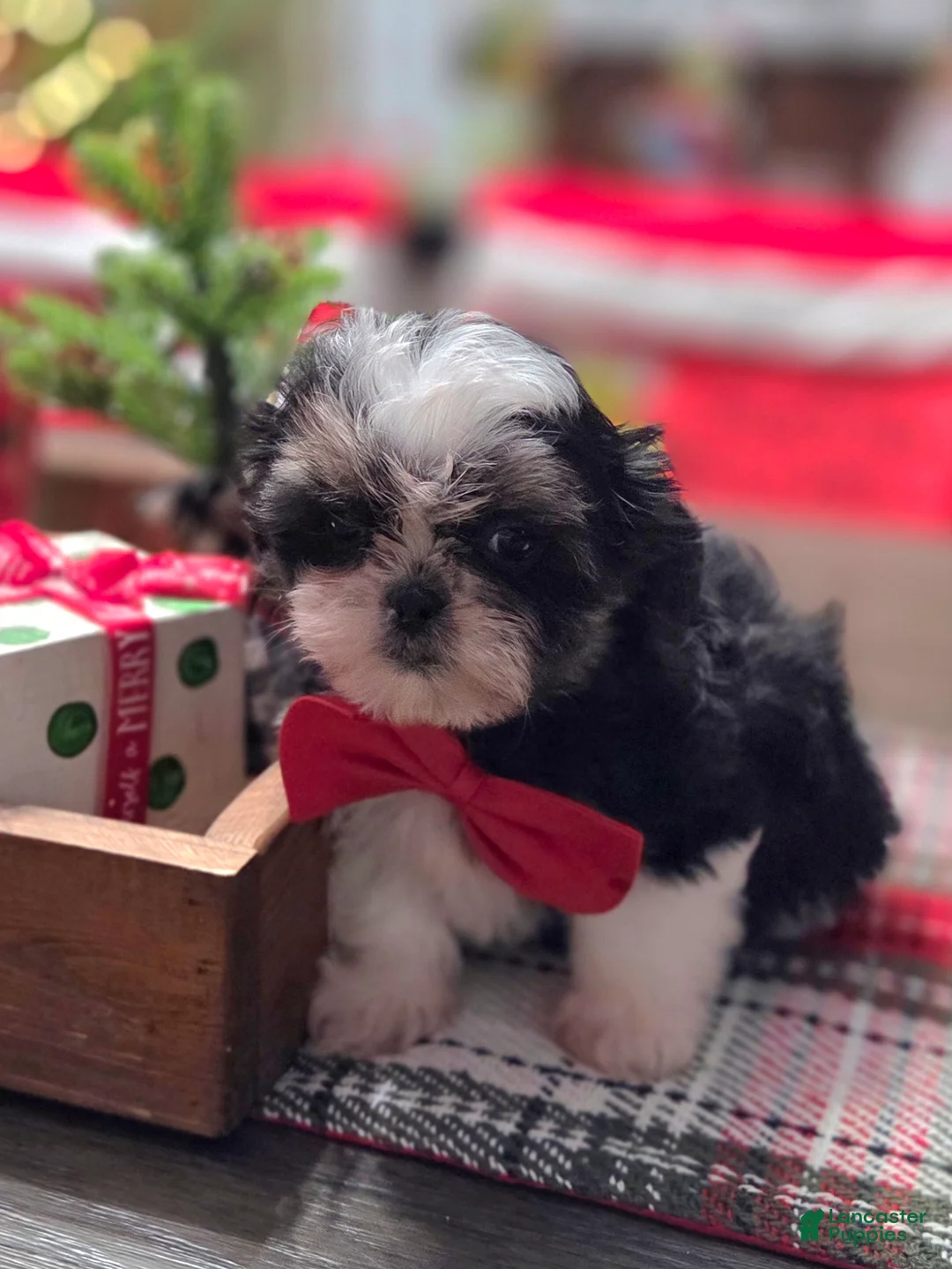 Shih Tzu dogs for sale: CRUMPET  - Ad 4